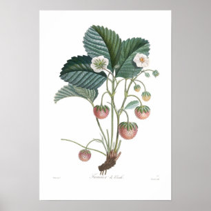 Jordgubbe Poster