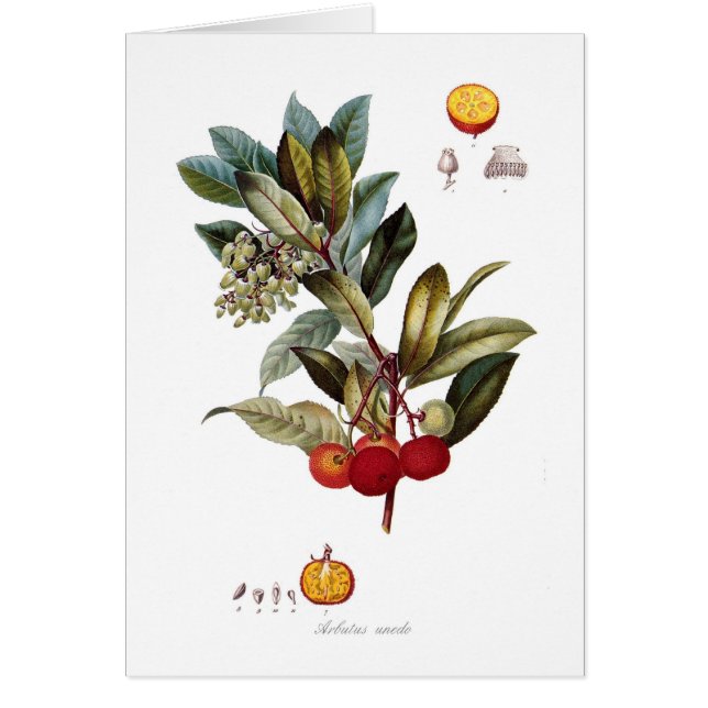 Jordgubbeträd (Arbutusunedoen) Hälsningskort (Framsidan)