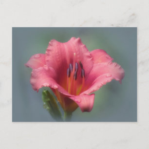Jordgubbsblått - Daylily Vykort