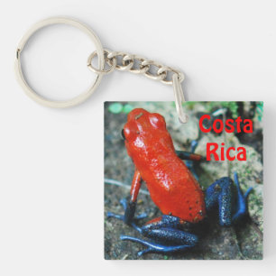 Jordgubbsgroda i Costa Rica