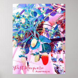 Jordgubbsodling Port Macquarie Australien Poster