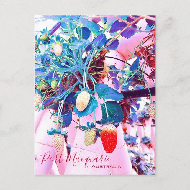 Jordgubbsodling Port Macquarie Australien Vykort (Framsida)