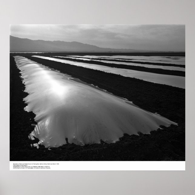 Jordgubbsrörets Fält med plastiska täckblad Poster (Framsidan)