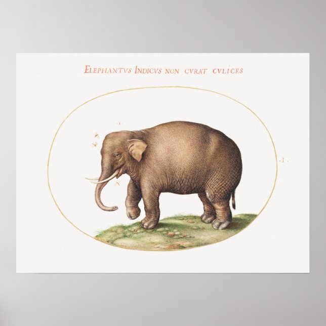 Joris Hoefnagel Elephant med Insekter belysning Poster (Framsidan)