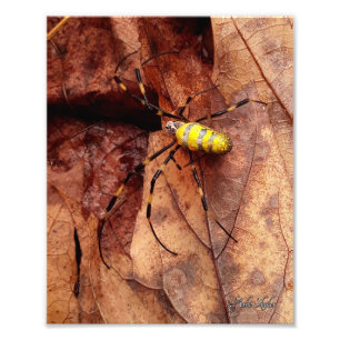 Joro Spider Fototryck