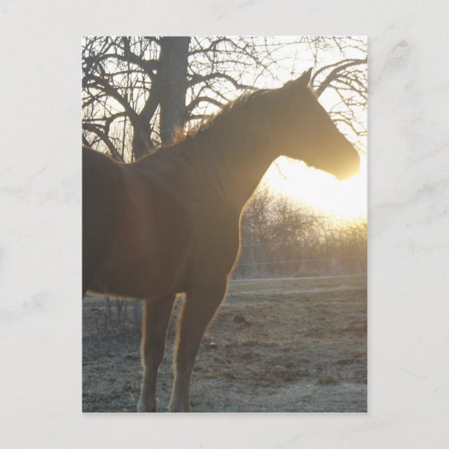 Jose Benito Vykort (Framsida)