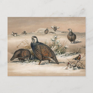 Joseph Varg, Kaspiska Snö-Partridge Vykort