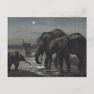 Joseph Vargs afrikanska elefant Vykort