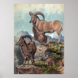 Joseph Vargs Aoudad Poster