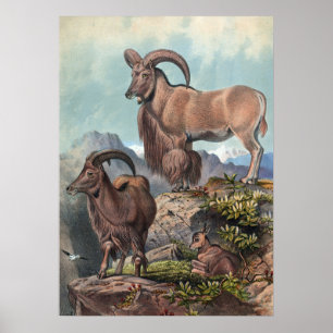 Joseph Vargs Aoudad Poster