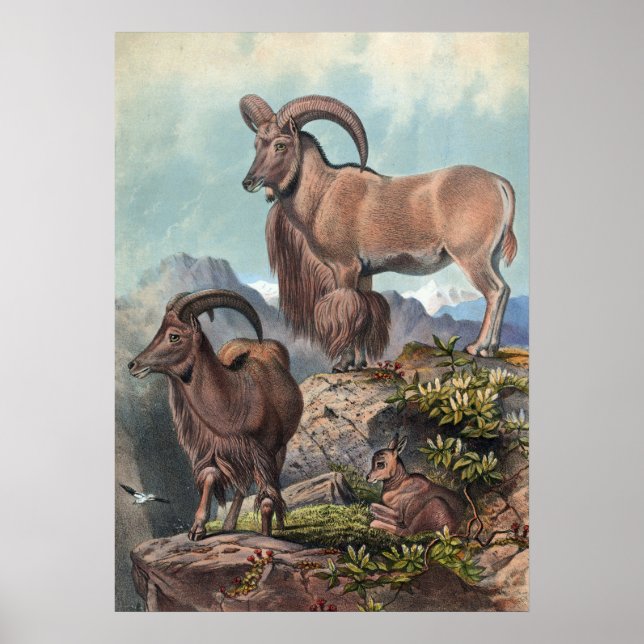 Joseph Vargs Aoudad Poster (Framsidan)