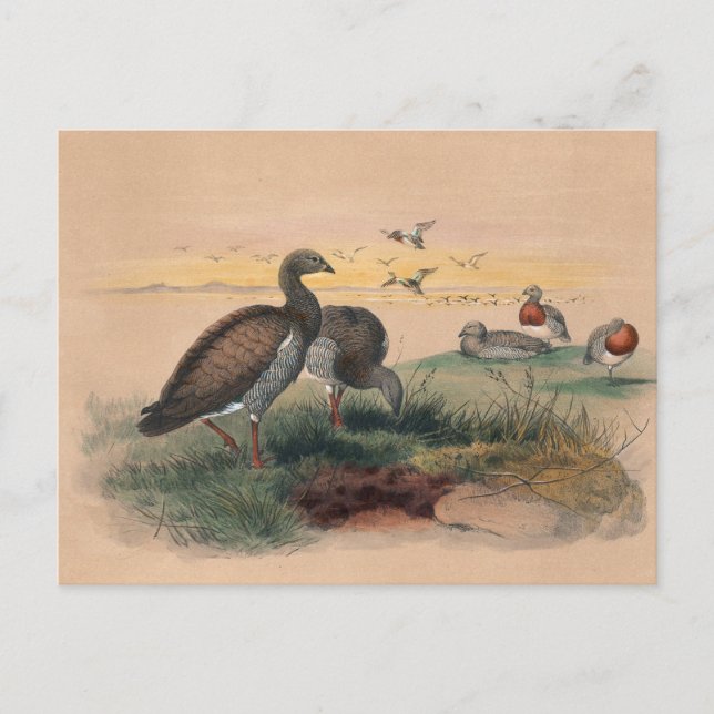 Joseph Vargs Ashy-Headed Goose Vykort (Framsida)