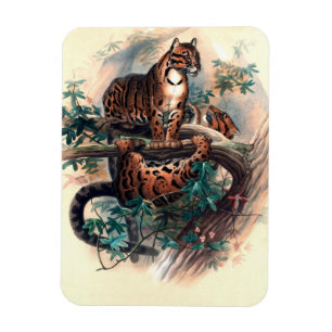 Joseph Vargs Clouded Tiger Magnet