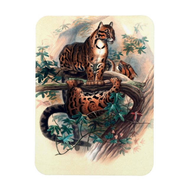 Joseph Vargs Clouded Tiger Magnet (Vertikal)