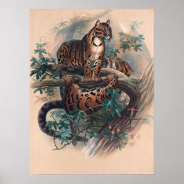 Joseph Vargs Clouded Tiger Poster