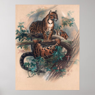 Joseph Vargs Clouded Tiger Poster