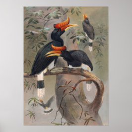 Joseph Vargs Concave-Casqued Hornbill Poster