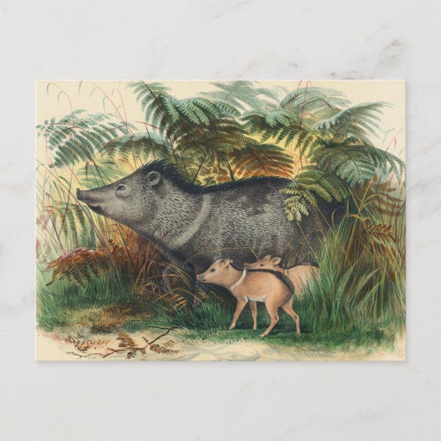 Joseph Vargs kollaröde Peccary Vykort (Framsida)