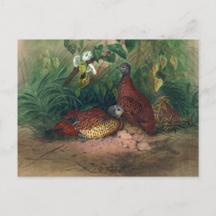 Joseph Vargs målade Spur-Fowl Vykort