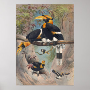 Joseph Vargs Rhinoceros Hornbill Poster