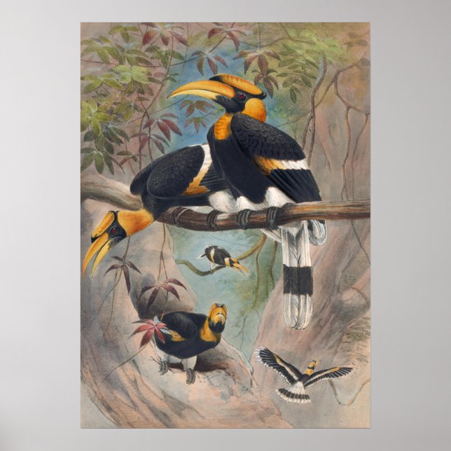 Joseph Vargs Rhinoceros Hornbill Poster (Framsidan)