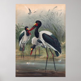 Joseph Vargs Saddle-Billed Stork Poster