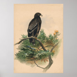 Joseph Vargs utsagda agle Poster