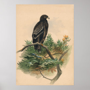 Joseph Vargs utsagda agle Poster