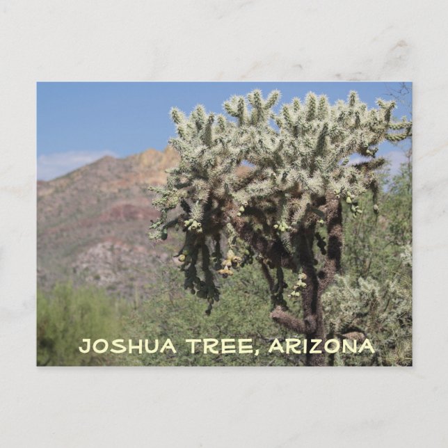 Joshua Träd, Arizona Postcard Vykort (Framsida)