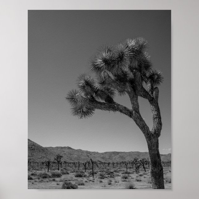 Joshua Träd Desert Landscape - nationalparksfoto Poster (Framsidan)