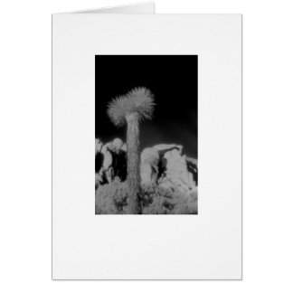 "Joshua Träd" Hälsningskort