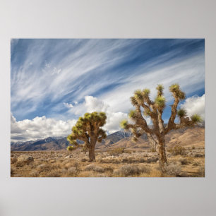 Joshua Träd i Desert Poster