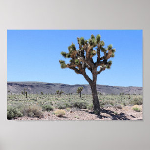 Joshua Träd i Goldfield, Nevada Desert Poster