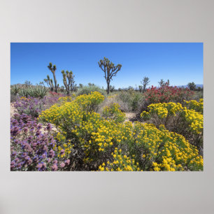 Joshua Träd nationalpark i Bloom Poster