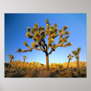 Joshua Träd nationalpark, Kalifornien. USA. Poster