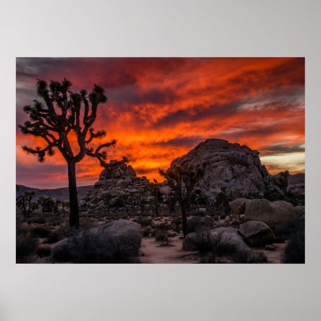 Joshua Träd nationalpark Red Sunset Poster (Framsidan)
