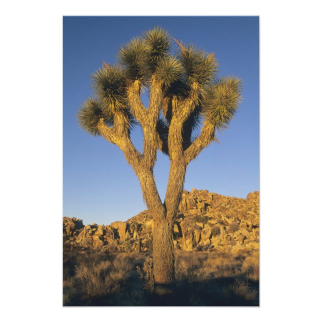 Joshua Träd, Yucca brevifolia) och granit Fototryck (Framsidan)