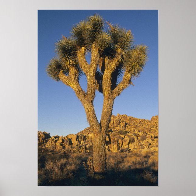 Joshua Träd, Yucca brevifolia) och granit Poster (Framsidan)