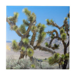 Joshua Tree i Kalifornien Kakelplatta