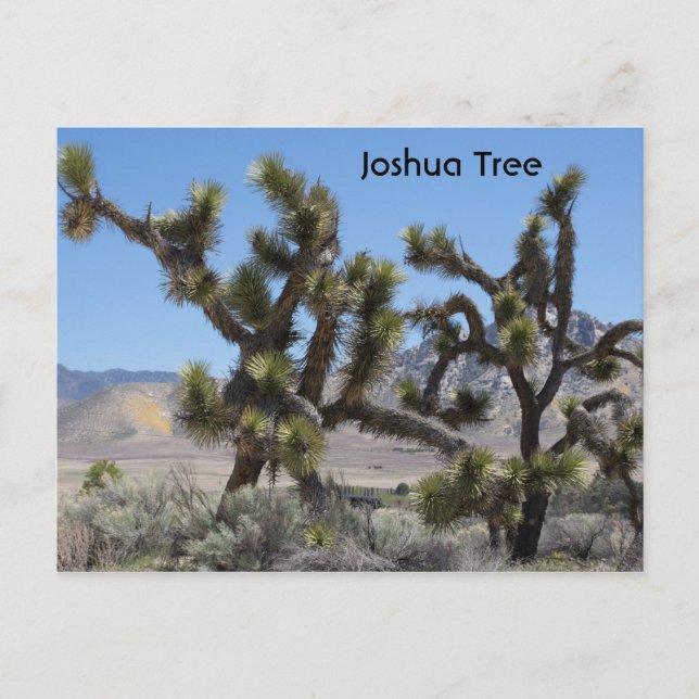 Joshua Tree i Kalifornien Vykort (Framsida)