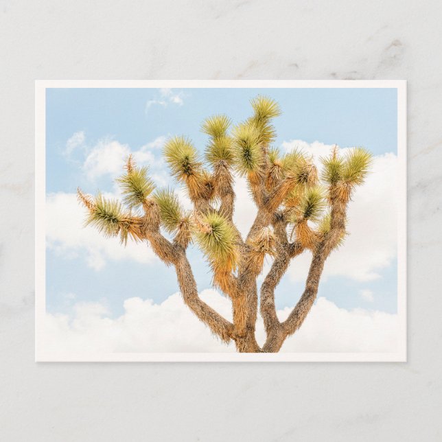 Joshua Tree National Park Älskare Foto Present Vykort (Framsida)
