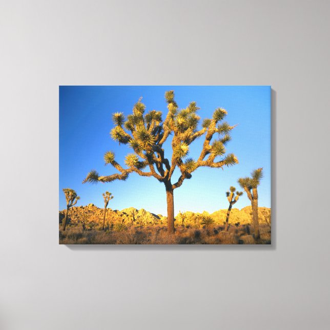Joshua Tree National Park, Kalifornien. USA. Canvastryck (Framsida)