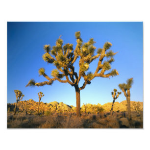 Joshua Tree National Park, Kalifornien. USA. Fototryck