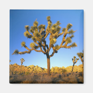 Joshua Tree National Park, Kalifornien. USA. Magnet