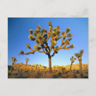 Joshua Tree National Park, Kalifornien. USA. Vykort