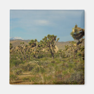 Joshua Tree National Park Ökenlandskap Magnet