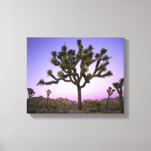 JOSHUA TREE NATIONALPARK, KALIFORNIEN. USA. CANVASTRYCK