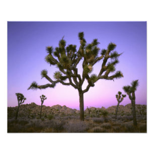 JOSHUA TREE NATIONALPARK, KALIFORNIEN. USA. FOTOTRYCK