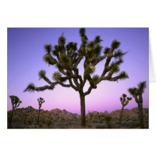 JOSHUA TREE NATIONALPARK, KALIFORNIEN. USA. HÄLSNINGSKORT