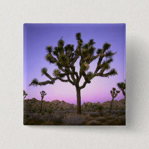 JOSHUA TREE NATIONALPARK, KALIFORNIEN. USA. KNAPP